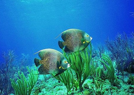 環(huán)境影響評(píng)價(jià)、排污許可證、應(yīng)急預(yù)案